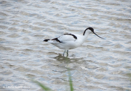 Avocet (Recurvirostra avosetta) Laura Noble